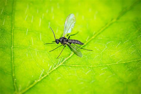 Fungus Gnat