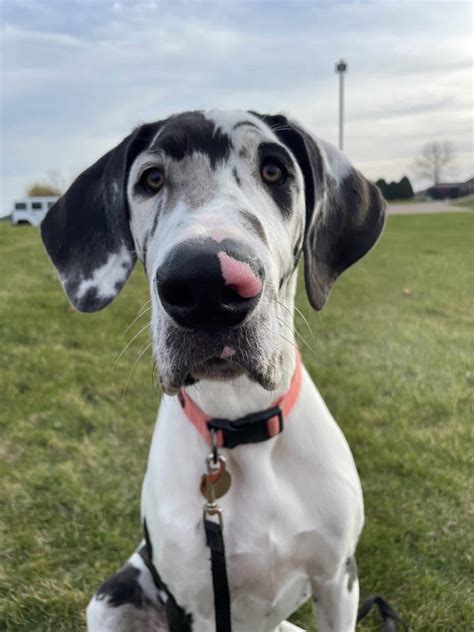 The Ultimate Great Dane Feeding Chart - HELLO DANES