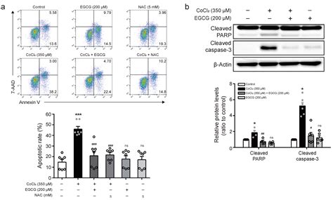 Epigallocatechin Gallate Protects against Hypoxia-Induced Inflammation ...