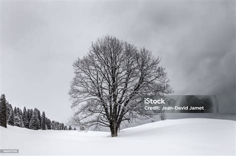 Image result for Dramatic Tree Images