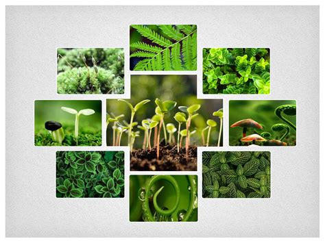 Kalinga University Raipur, Best University in Chhattisgarh UGC-approved