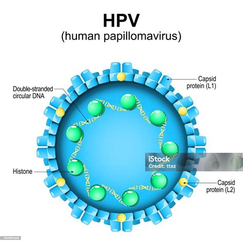 Human Papillomavirus Hpv Structure Stock Illustration - Download Image ...