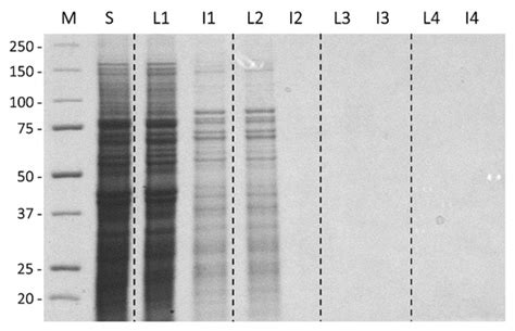 Laboratory-Scale Isolation of Insect Antifreeze Protein for Cryobiology