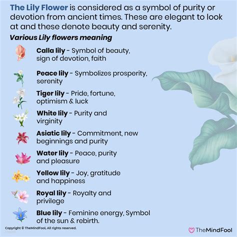 Types Of Flowers And Their Meaning