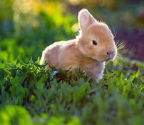 Image result for Pictures of Baby Rabbits in the Ground