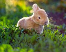Image result for Wild Baby Rabbits Facts