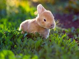 Image result for Baby Rabbits Born in the Wild