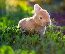Image result for Wild Baby Rabbits Nest