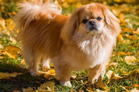 Pekinez (Pekingese) Köpek Irkı Özellikleri – Elit Yavru