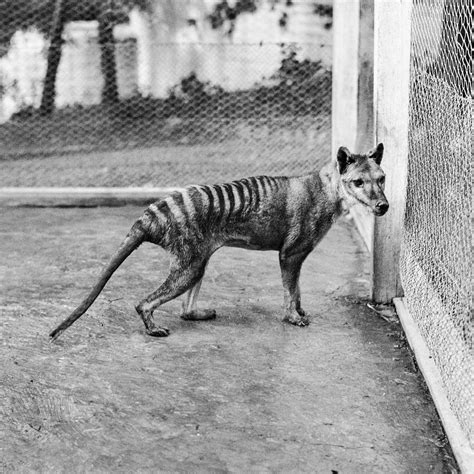 Queensland Tasmanian Tiger