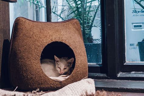 Java Whiskers Logo 的图像结果