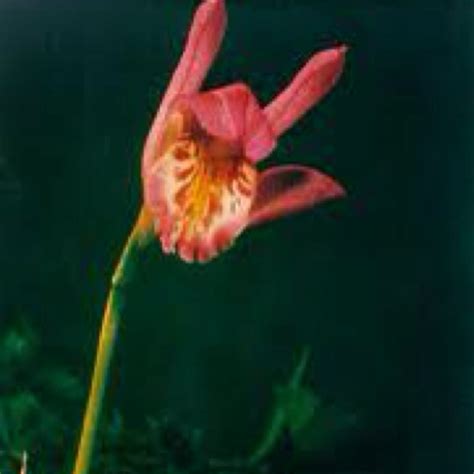 Image result for Flower Sign Language