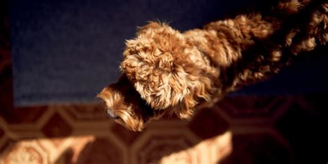 Image result for Cockapoo Shedding