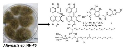 Inhibitors of BRD4 Protein from a Marine-Derived Fungus Alternaria sp ...