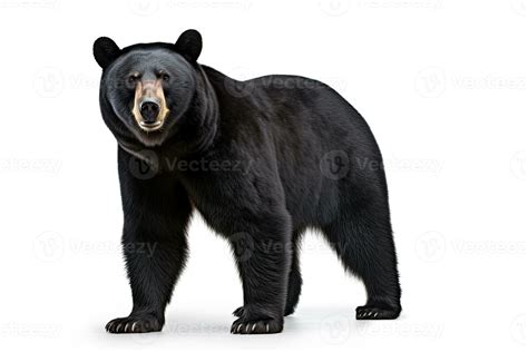 AI generated Realistic black bear clipart 35327499 Stock Photo at Vecteezy