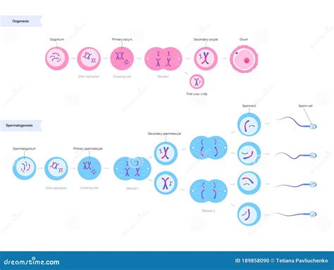 Reproductive System Concept Stock Vector - Illustration of hormone, diploid: 189858090