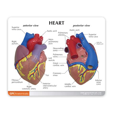 Buy Heart Model | Human Body Anatomy Replica of Normal Heart for ...