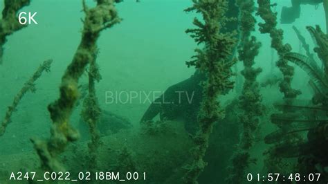 Fish Venomous - Stonefish collecting for venom research 6K 3 on Vimeo