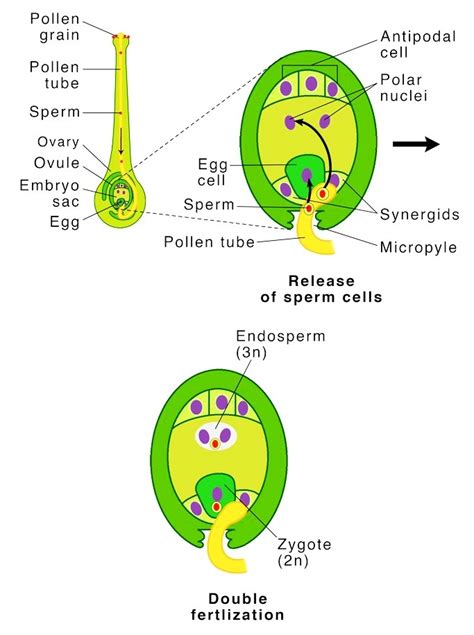 What is Pollination? Kinds of pollination, Germination of pollen grain ...
