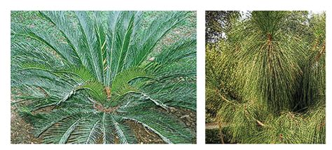 Gymnosperms - Biology Class 11 - NEET PDF Download