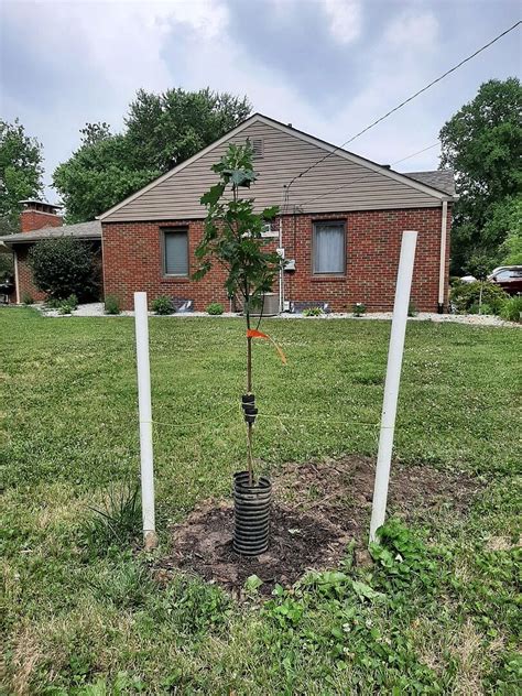 Flash Fire Maple Tree Problems 的图像结果