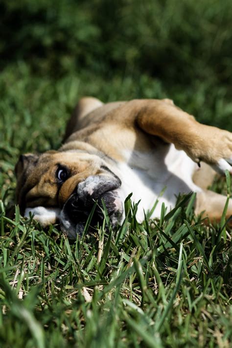 Veterinary In-House Diagnostics/Digital X-Ray in Middleburg & Orange ...