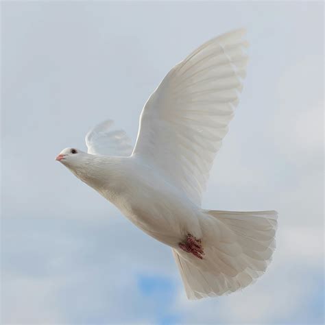 White Dove Photos, Download The BEST Free White Dove Stock Photos & HD ...