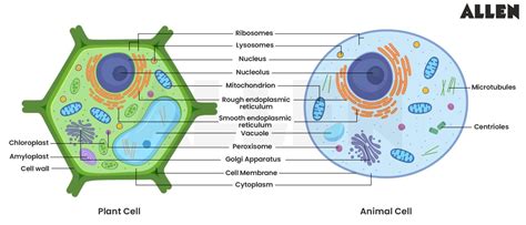 CBSE Notes for Class 9 Science Chapter 5 – Fundamental Unit of Life