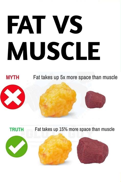 Fat vs muscle how does it affect your weight – Artofit