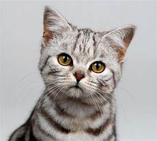 cat breed top 10 basic house cat breeds cat breed top 10 basic house cat breeds