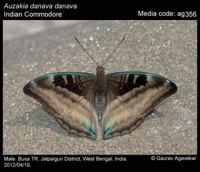 Auzakia danava (Moore, [1858]) - Commodore | Butterfly