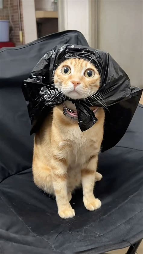 Mysterious Cat in a Black Mask 🎭 nel 2025 | Gatti carini, Gatti ...