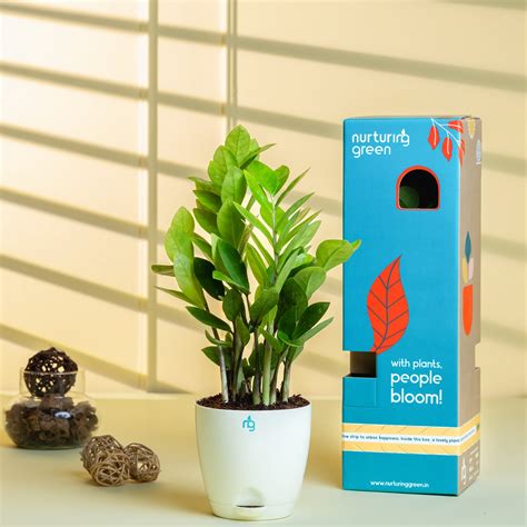 ZZ Plant in Ivory Self Watering Pot – Nurturing Green