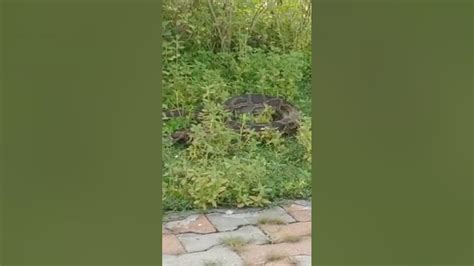 Image result for Boblb Python Snack