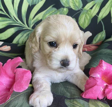 Image result for Buff Cockapoo