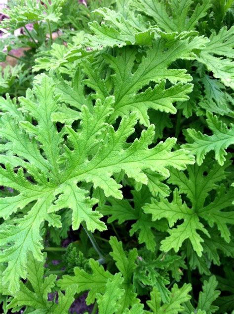 Are Citronella Plants Perennials - Plant Ideas