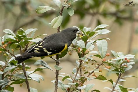 Spot-winged Grosbeak | Grosbeaks | Finches (Fringillidae) | Gallery ...