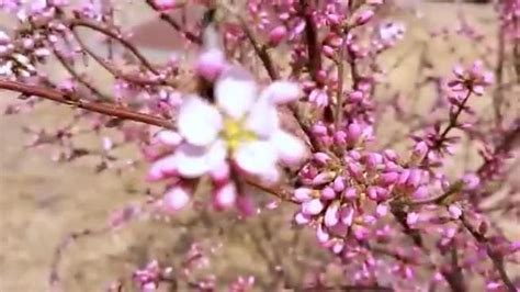 春天怎样形容最美,春天的优美句子有哪些,春天的美_大山谷图库