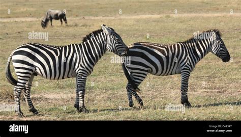 Image result for Zebra Breeding Clips