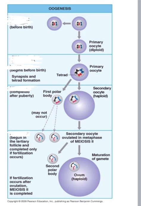 Image result for Oogenesis Animation
