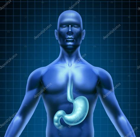 Belly Digesting People 的图像结果