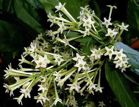 Buy Raat Ki Rani | Night Blooming Jasmine Plant Online - FloralKashmir