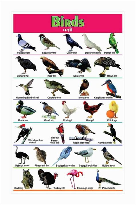 Birds Name Chart Poster with Gloss Lamination Paper Print - Children ...
