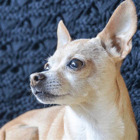 History Timeline Of The Chihuahua Dog Breed – Dog Friendly Scene