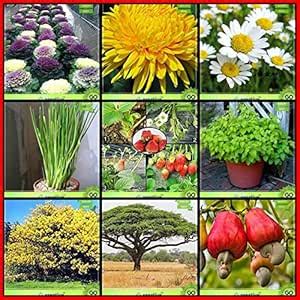Creative Farmer Seeds For Sale Combo Flower Seeds and Fruit : Cashew ...