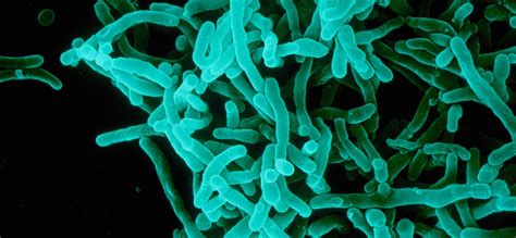 Disease X listed as potential global endemic by World Health ...