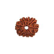 Buy Nepali 9 Mukhi Rudraksha Online at Best Price