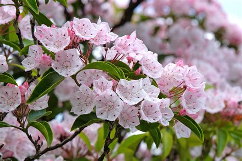 Mountain Laurel: How to Plant, Grow, and Care Almanac.com