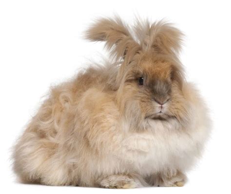 The Angora Rabbit – Complete Breed Guide and 5 Top Care Tips