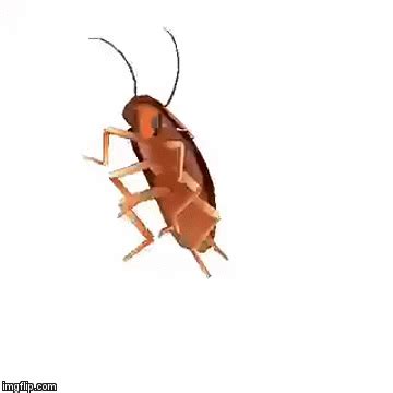 Dancing Cockroach Meme 的图像结果